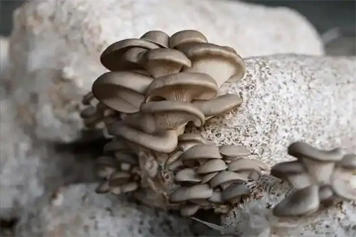 图片细节